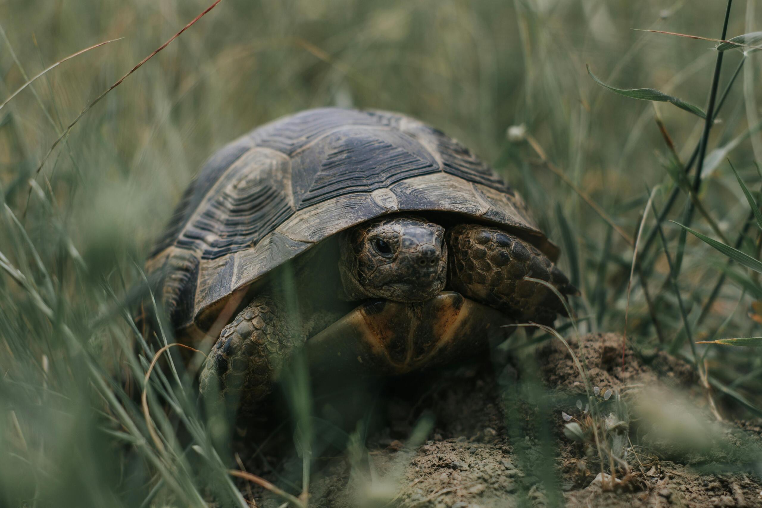 pexels-photo-10727791-10727791 Close-up of a tortoise in its natural habitat in Zeytinköy, İzmir, Turkey.