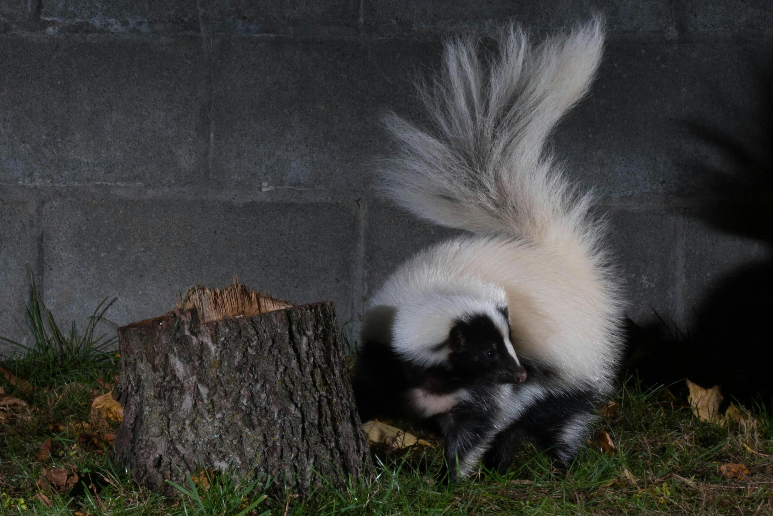pexels-photo-14210442-14210442 Captivating image of a striped skunk in a nighttime urban setting against a concrete wall.