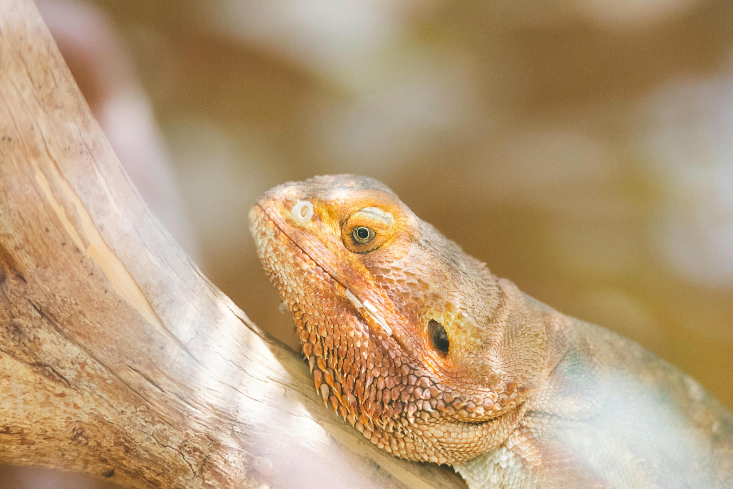 pexels-photo-32170890-32170890 Close-up of a bearded dragon lizard resting on a tree branch in natural habitat.