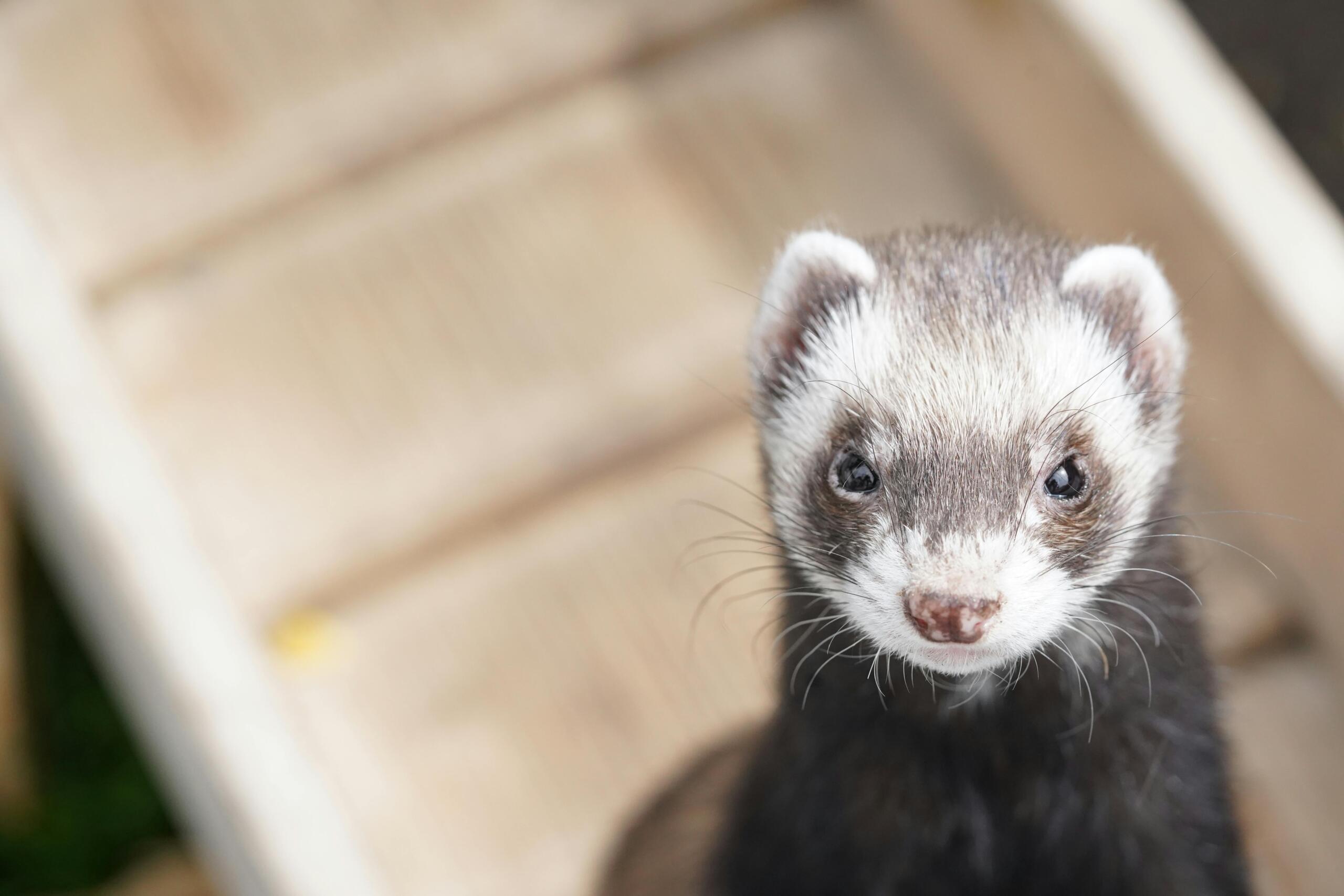 pexels-photo-7179721-7179721 Adorable ferret portrait with whiskers visible, showcasing its curious expression.