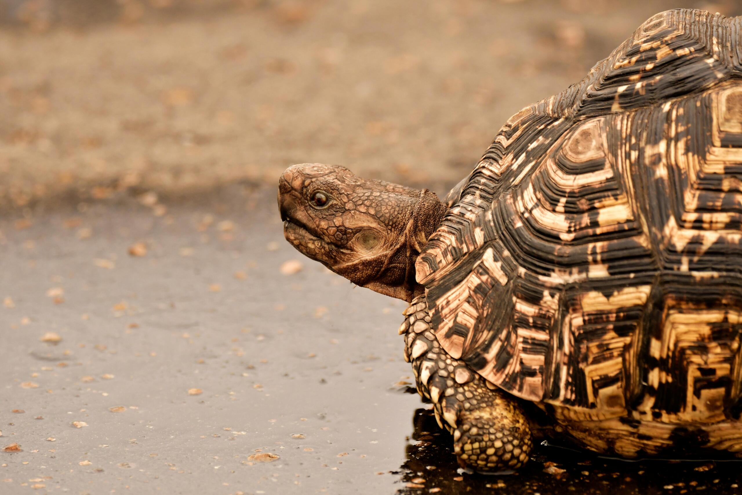 pexels-photo-833020-833020 Close-up of a leopard tortoise crossing wet pavement in South Africa's Bo-Karoo region.
