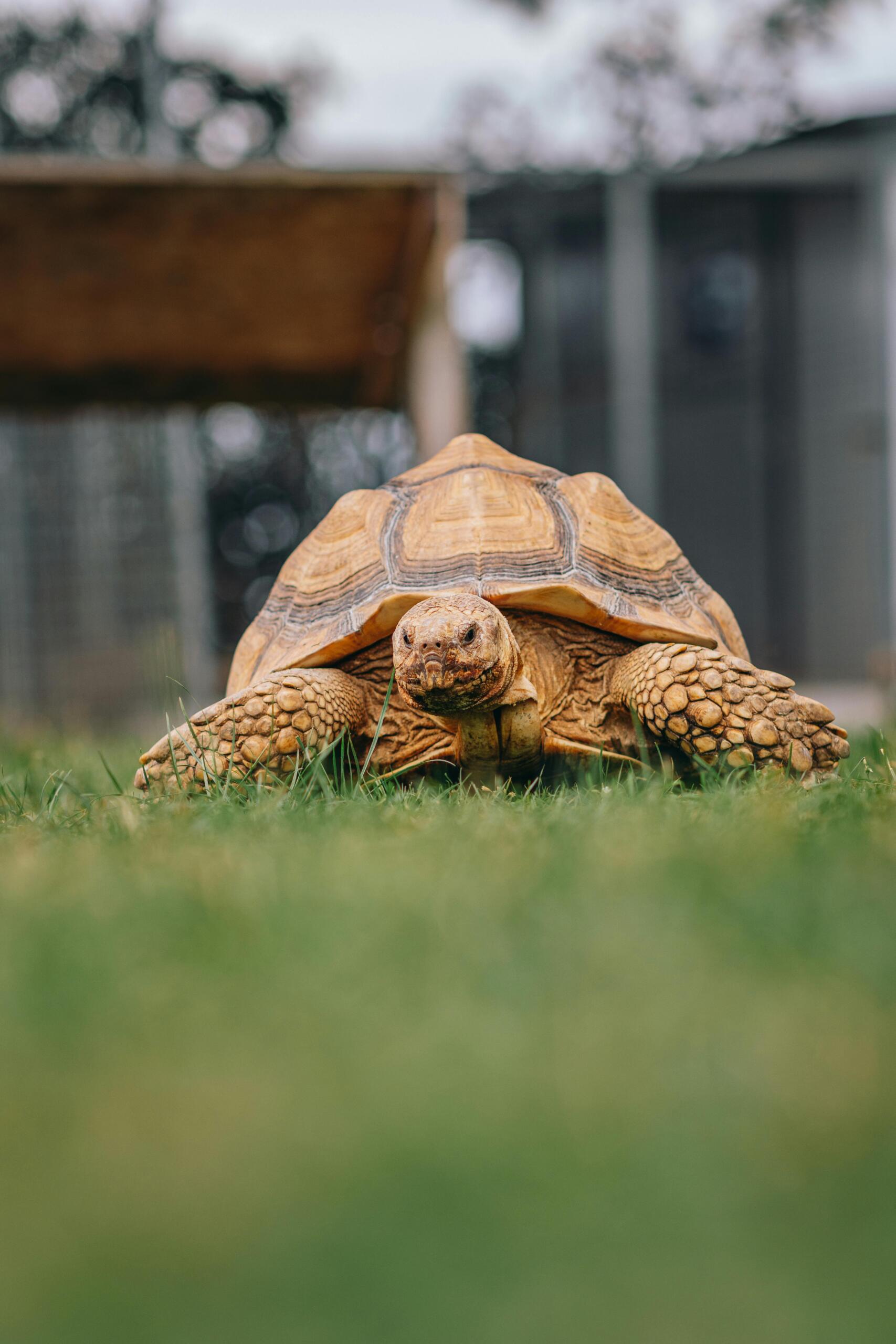 pexels-photo-9542227-9542227 Close-up of a Sulcata tortoise in a grassy environment, showcasing its textured shell and natural habitat.