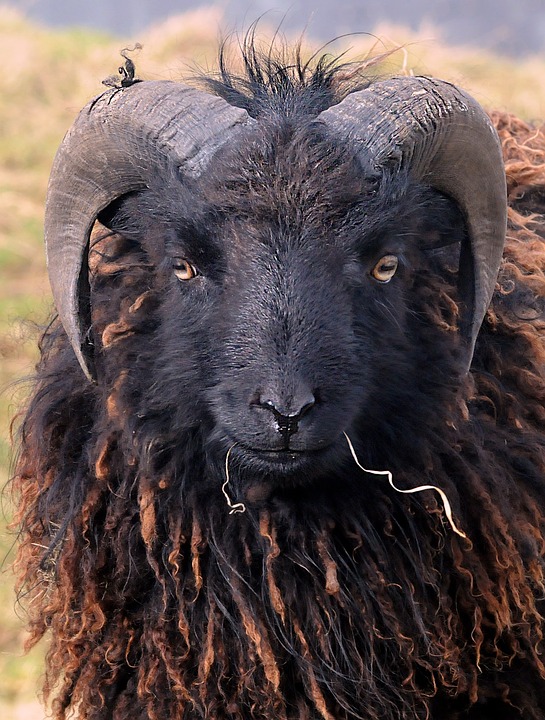 sheep-640661_960_720 sheep-640661_960_720