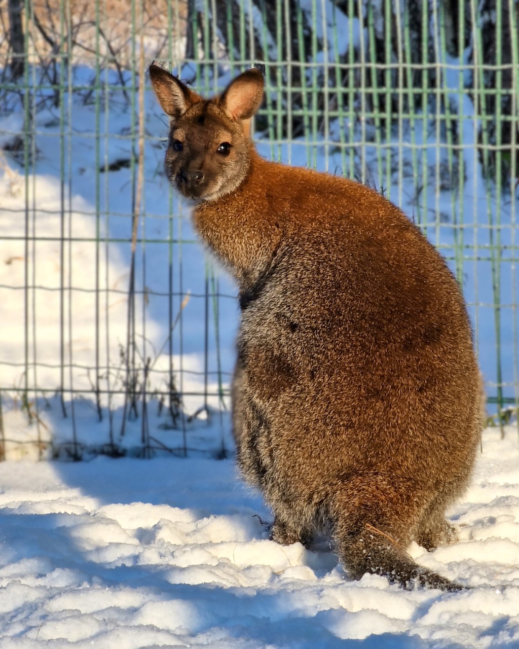 KÃ¤nguru Крупный