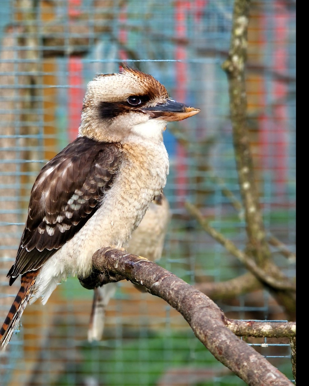 Kookaburra Крупный